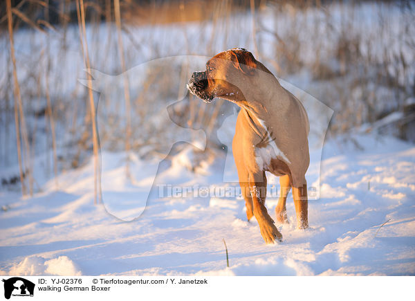 laufender Deutscher Boxer / walking German Boxer / YJ-02376