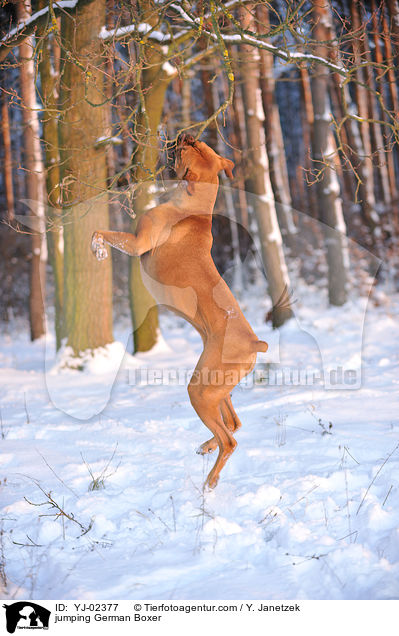 springender Deutscher Boxer / jumping German Boxer / YJ-02377