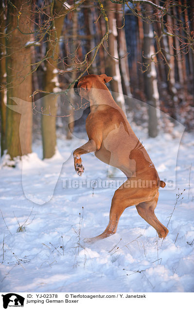 springender Deutscher Boxer / jumping German Boxer / YJ-02378