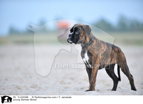 junger Deutscher Boxer / young German Boxer / YJ-02398