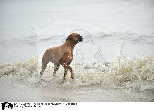 badender Deutscher Boxer / bathing German Boxer / YJ-02406