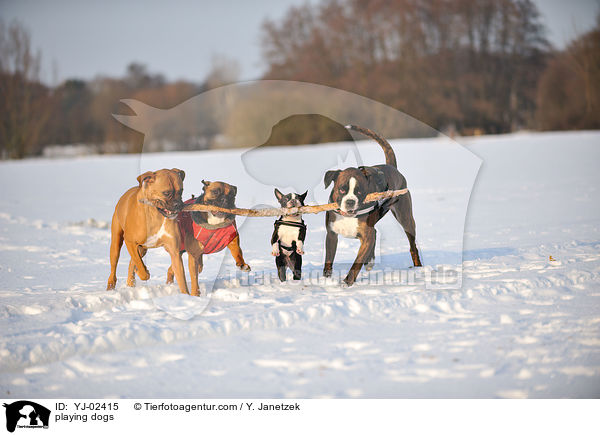 spielende Hunde / playing dogs / YJ-02415