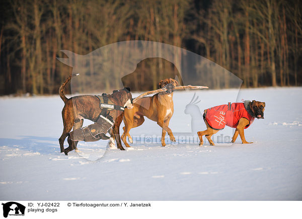 spielende Hunde / playing dogs / YJ-02422