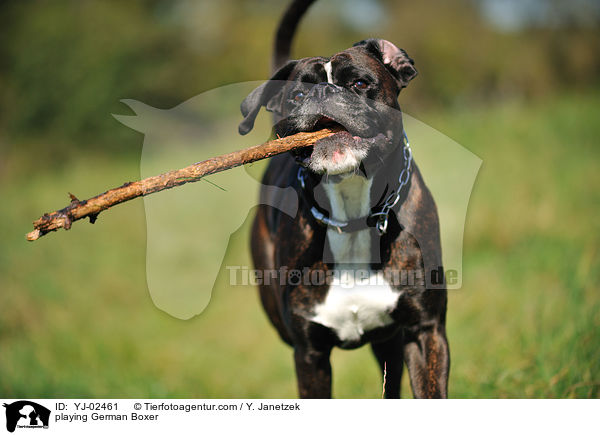 spielender Deutscher Boxer / playing German Boxer / YJ-02461