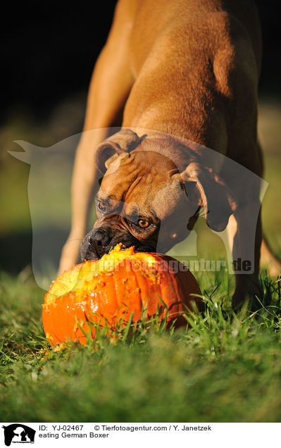 fressender Deutscher Boxer / eating German Boxer / YJ-02467