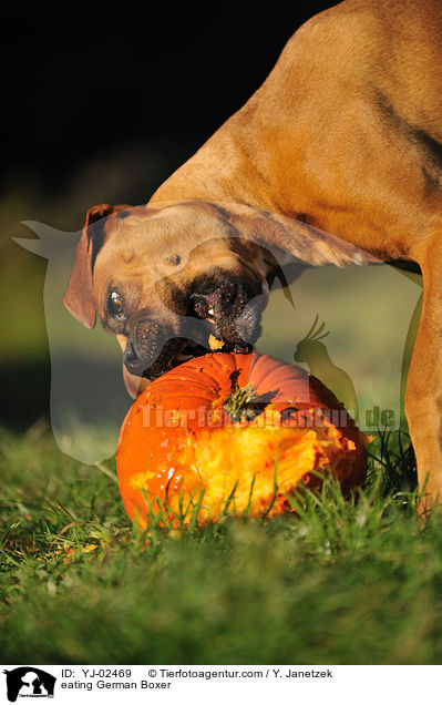 fressender Deutscher Boxer / eating German Boxer / YJ-02469
