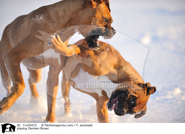 spielende Deutsche Boxer / playing German Boxer / YJ-02472