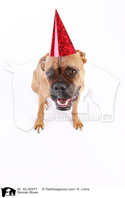 Deutscher Boxer / German Boxer / KL-05577