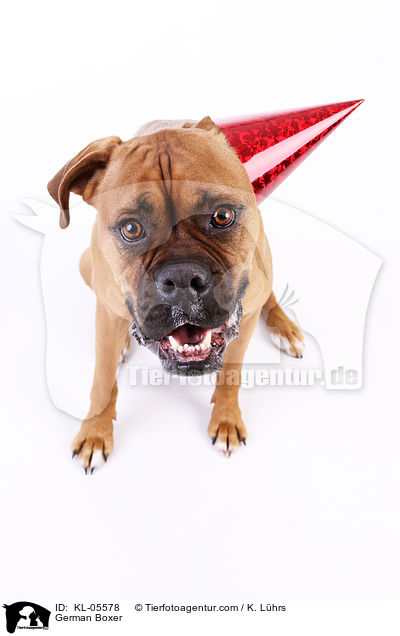 Deutscher Boxer / German Boxer / KL-05578