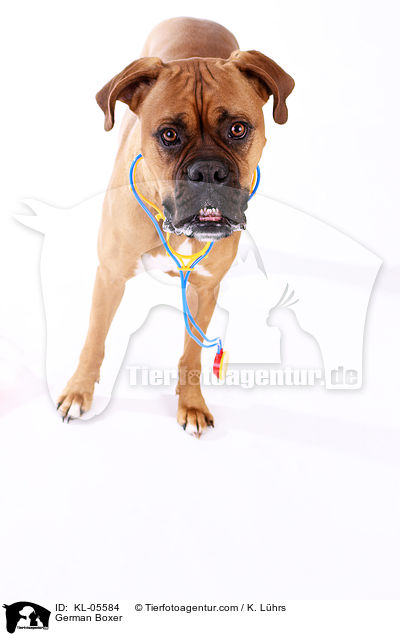 Deutscher Boxer / German Boxer / KL-05584