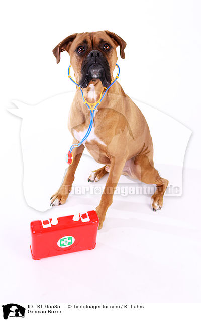 Deutscher Boxer / German Boxer / KL-05585