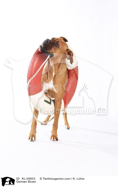 Deutscher Boxer / German Boxer / KL-05603