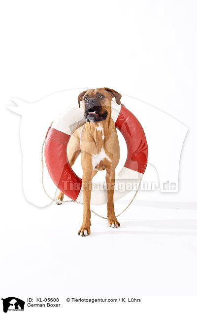 Deutscher Boxer / German Boxer / KL-05608