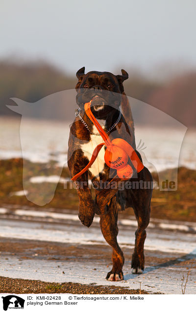 spielender Deutscher Boxer / playing German Boxer / KMI-02428