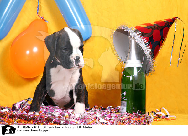 Deutscher Boxer Welpe / German Boxer Puppy / KMI-02461