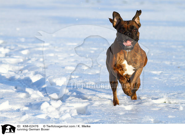 rennender Deutscher Boxer / running German Boxer / KMI-02476