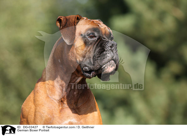 Deutscher Boxer Portrait / German Boxer Portrait / DG-03427