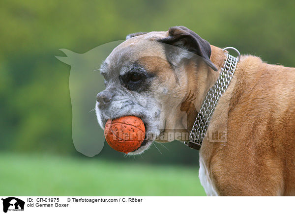 alter Deutscher Boxer / old German Boxer / CR-01975