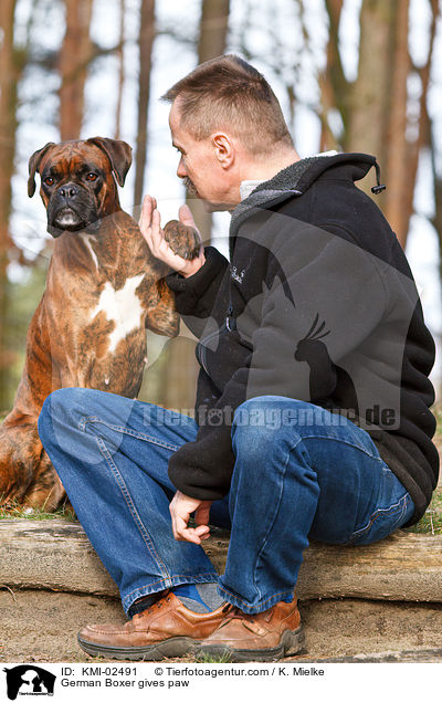 Deutscher Boxer gibt Pftchen / German Boxer gives paw / KMI-02491
