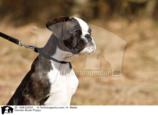 Deutscher Boxer Welpe / German Boxer Puppy / KMI-02524