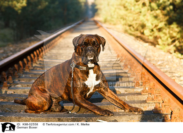 Deutscher Boxer / German Boxer / KMI-02558