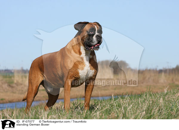 stehender Deutscher Boxer / standing German Boxer / IF-07077
