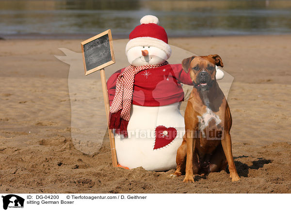 sitzender Deutscher Boxer / sitting German Boxer / DG-04200