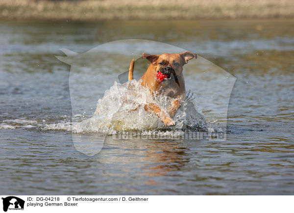 spielender Deutscher Boxer / playing German Boxer / DG-04218