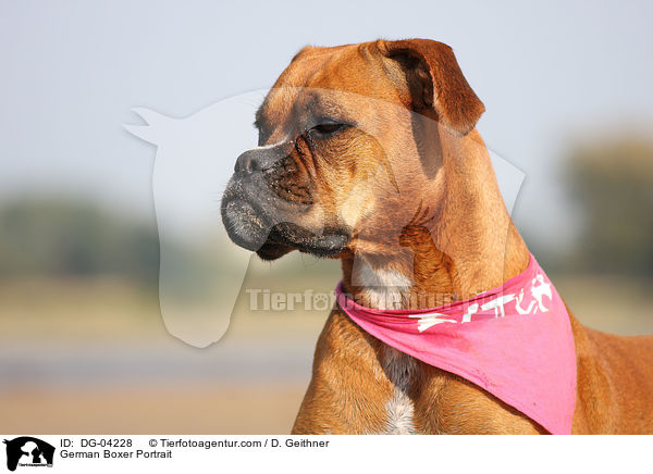 Deutscher Boxer Portrait / German Boxer Portrait / DG-04228