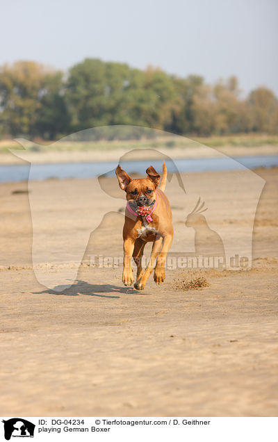 spielender Deutscher Boxer / playing German Boxer / DG-04234