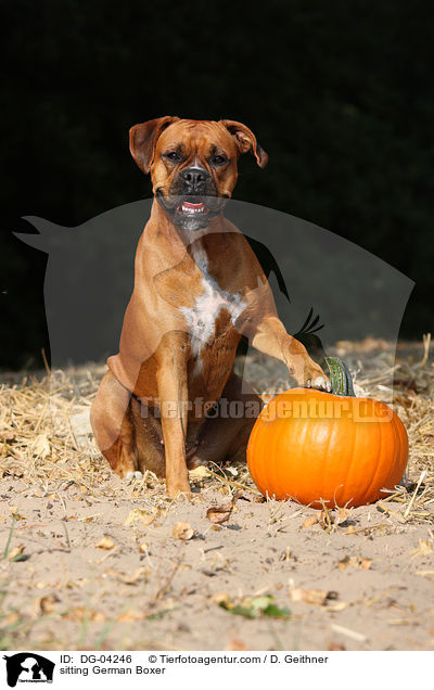 sitzender Deutscher Boxer / sitting German Boxer / DG-04246