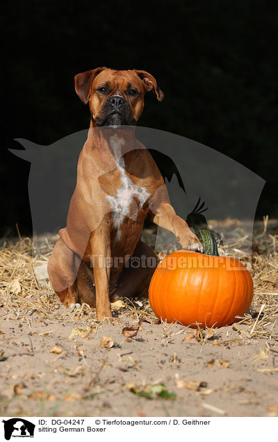 sitzender Deutscher Boxer / sitting German Boxer / DG-04247