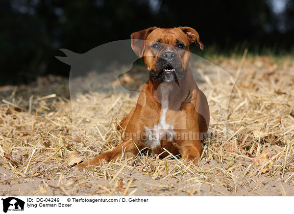 liegender Deutscher Boxer / lying German Boxer / DG-04249