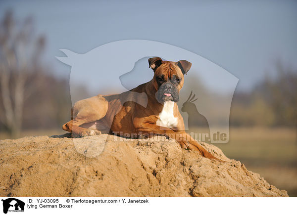 liegender Deutscher Boxer / lying German Boxer / YJ-03095