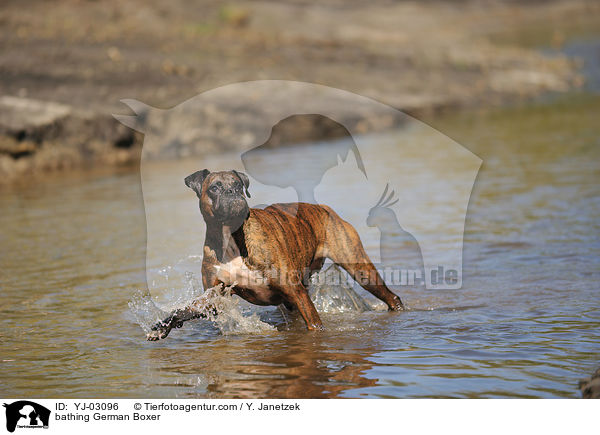 badender Deutscher Boxer / bathing German Boxer / YJ-03096