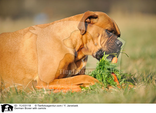 Deutscher Boxer mit Mhren / German Boxer with carrots / YJ-03118