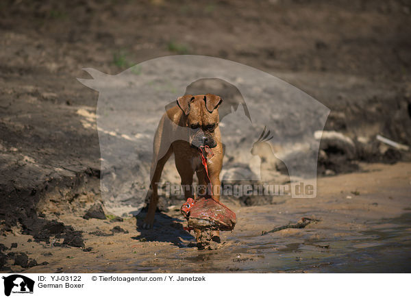 Deutscher Boxer / German Boxer / YJ-03122
