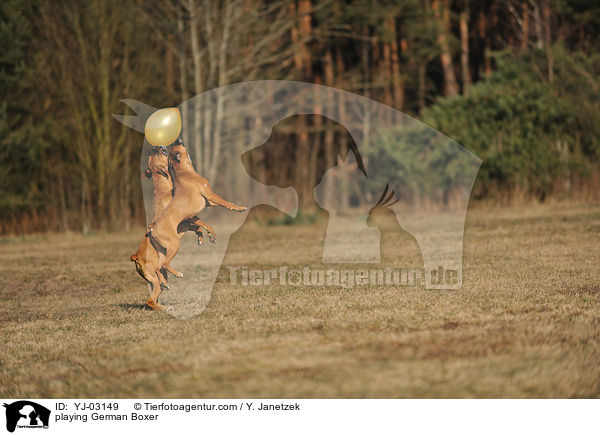spielende Deutsche Boxer / playing German Boxer / YJ-03149