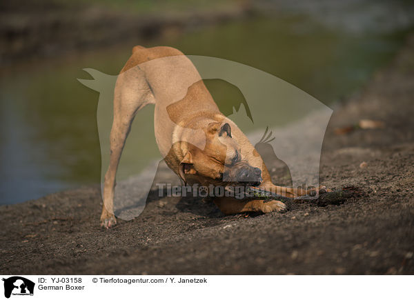 Deutscher Boxer / German Boxer / YJ-03158