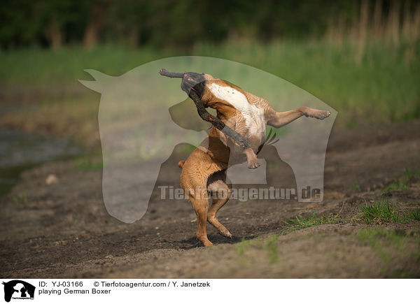spielender Deutscher Boxer / playing German Boxer / YJ-03166