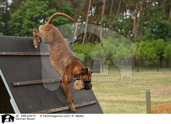 Deutscher Boxer beim Hundesport / German Boxer / KMI-02615