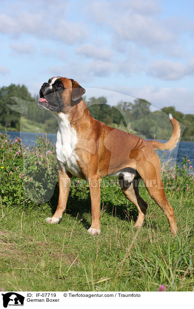 Deutscher Boxer / German Boxer / IF-07719