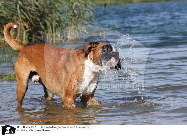 Deutscher Boxer sch�ttelt sich / shaking German Boxer / IF-07727