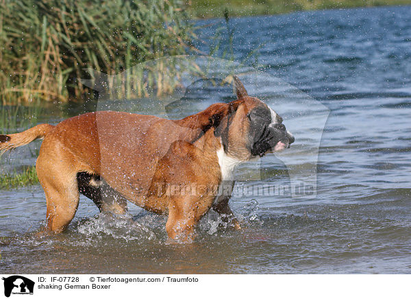 Deutscher Boxer sch�ttelt sich / shaking German Boxer / IF-07728