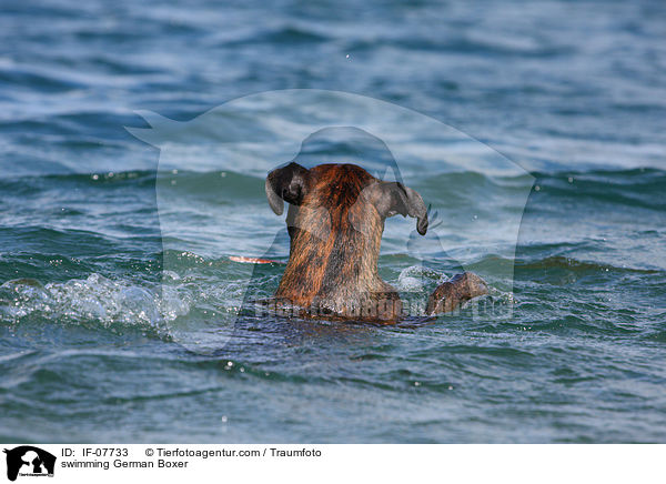 schwimmender Deutscher Boxer / swimming German Boxer / IF-07733