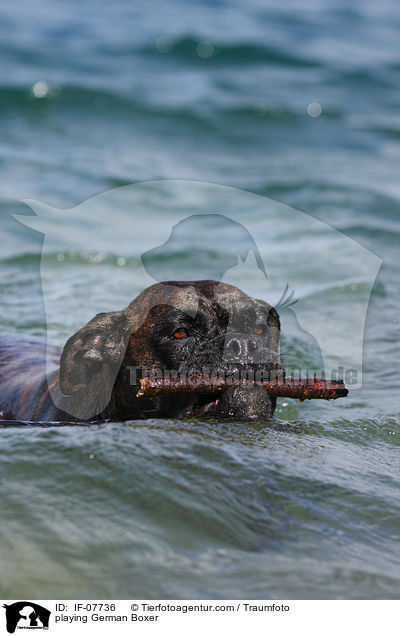 spielender Deutscher Boxer / playing German Boxer / IF-07736