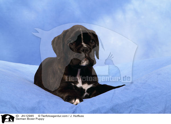 Deutscher Boxer Welpe / German Boxer Puppy / JH-12985