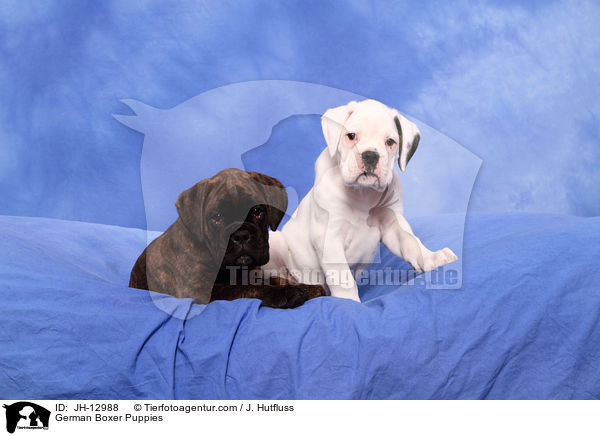 Deutsche Boxer Welpen / German Boxer Puppies / JH-12988