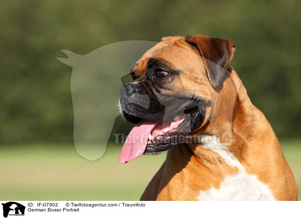 Deutscher Boxer Portrait / German Boxer Portrait / IF-07902