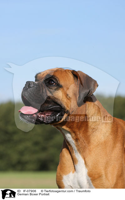 Deutscher Boxer Portrait / German Boxer Portrait / IF-07906